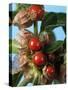 Ashwagandha Berries on Branch-Ottmar Diez-Stretched Canvas