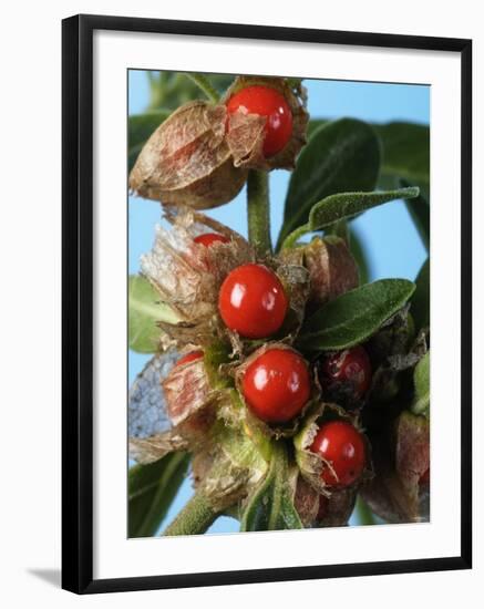 Ashwagandha Berries on Branch-Ottmar Diez-Framed Photographic Print