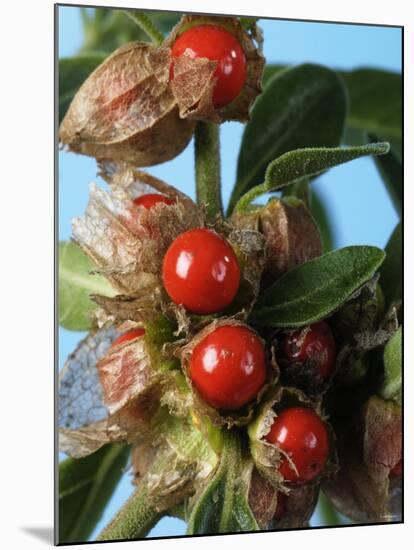 Ashwagandha Berries on Branch-Ottmar Diez-Mounted Photographic Print