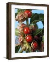 Ashwagandha Berries on Branch-Ottmar Diez-Framed Photographic Print