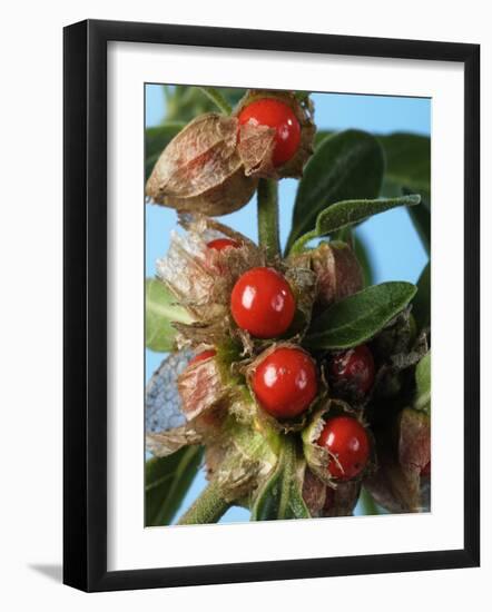 Ashwagandha Berries on Branch-Ottmar Diez-Framed Photographic Print