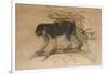 Ashy-Black Macaque (Macacus Ocreatus), 1869-Joseph Wolf-Framed Giclee Print