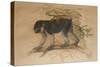 Ashy-Black Macaque (Macacus Ocreatus), 1869-Joseph Wolf-Stretched Canvas
