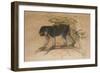 Ashy-Black Macaque (Macacus Ocreatus), 1869-Joseph Wolf-Framed Giclee Print