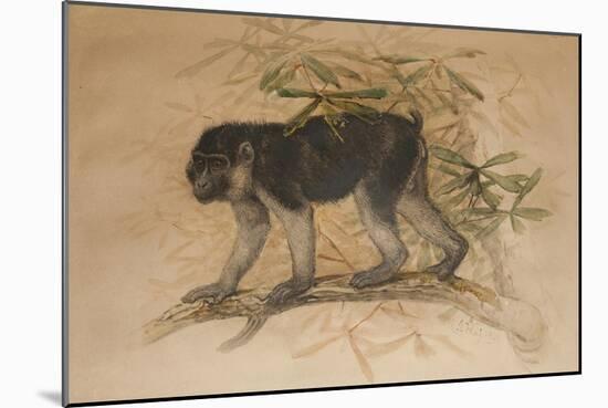 Ashy-Black Macaque (Macacus Ocreatus), 1869-Joseph Wolf-Mounted Giclee Print