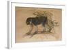 Ashy-Black Macaque (Macacus Ocreatus), 1869-Joseph Wolf-Framed Giclee Print