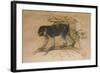 Ashy-Black Macaque (Macacus Ocreatus), 1869-Joseph Wolf-Framed Giclee Print