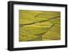 Asia, Bhutan, Paro, Rice Fields-Ellen Goff-Framed Photographic Print