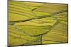 Asia, Bhutan, Paro, Rice Fields-Ellen Goff-Mounted Photographic Print