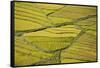 Asia, Bhutan, Paro, Rice Fields-Ellen Goff-Framed Stretched Canvas