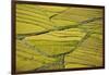 Asia, Bhutan, Paro, Rice Fields-Ellen Goff-Framed Photographic Print