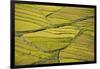 Asia, Bhutan, Paro, Rice Fields-Ellen Goff-Framed Photographic Print