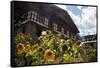 Asia, Bhutan, Thimpu. Sunflowers and Bhutanese Architecture-Kymri Wilt-Framed Stretched Canvas