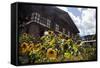 Asia, Bhutan, Thimpu. Sunflowers and Bhutanese Architecture-Kymri Wilt-Framed Stretched Canvas