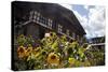 Asia, Bhutan, Thimpu. Sunflowers and Bhutanese Architecture-Kymri Wilt-Stretched Canvas