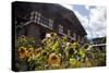 Asia, Bhutan, Thimpu. Sunflowers and Bhutanese Architecture-Kymri Wilt-Stretched Canvas