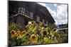 Asia, Bhutan, Thimpu. Sunflowers and Bhutanese Architecture-Kymri Wilt-Mounted Photographic Print