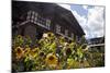 Asia, Bhutan, Thimpu. Sunflowers and Bhutanese Architecture-Kymri Wilt-Mounted Photographic Print