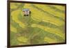 Asia, Bhutan, Trongsa Area. Rice Paddies-Ellen Goff-Framed Photographic Print