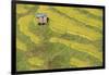 Asia, Bhutan, Trongsa Area. Rice Paddies-Ellen Goff-Framed Photographic Print