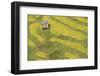 Asia, Bhutan, Trongsa Area. Rice Paddies-Ellen Goff-Framed Photographic Print