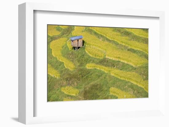 Asia, Bhutan, Trongsa Area. Rice Paddies-Ellen Goff-Framed Photographic Print