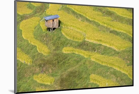 Asia, Bhutan, Trongsa Area. Rice Paddies-Ellen Goff-Mounted Photographic Print