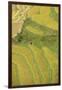 Asia, Bhutan, Trongsa Area. Rice Paddies-Ellen Goff-Framed Premium Photographic Print