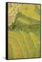 Asia, Bhutan, Trongsa Area. Rice Paddies-Ellen Goff-Framed Stretched Canvas