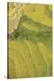 Asia, Bhutan, Trongsa Area. Rice Paddies-Ellen Goff-Stretched Canvas