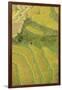 Asia, Bhutan, Trongsa Area. Rice Paddies-Ellen Goff-Framed Photographic Print