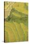 Asia, Bhutan, Trongsa Area. Rice Paddies-Ellen Goff-Stretched Canvas