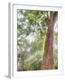 Asia, Cambodia, Angkor Watt, Siem Reap, Fog with sunrays in the trees-Terry Eggers-Framed Photographic Print