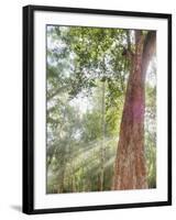 Asia, Cambodia, Angkor Watt, Siem Reap, Fog with sunrays in the trees-Terry Eggers-Framed Photographic Print