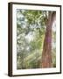 Asia, Cambodia, Angkor Watt, Siem Reap, Fog with sunrays in the trees-Terry Eggers-Framed Photographic Print