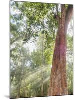 Asia, Cambodia, Angkor Watt, Siem Reap, Fog with sunrays in the trees-Terry Eggers-Mounted Photographic Print