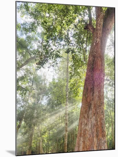 Asia, Cambodia, Angkor Watt, Siem Reap, Fog with sunrays in the trees-Terry Eggers-Mounted Photographic Print