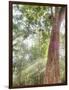 Asia, Cambodia, Angkor Watt, Siem Reap, Fog with sunrays in the trees-Terry Eggers-Framed Photographic Print