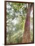 Asia, Cambodia, Angkor Watt, Siem Reap, Fog with sunrays in the trees-Terry Eggers-Framed Photographic Print