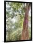 Asia, Cambodia, Angkor Watt, Siem Reap, Fog with sunrays in the trees-Terry Eggers-Framed Photographic Print