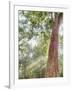 Asia, Cambodia, Angkor Watt, Siem Reap, Fog with sunrays in the trees-Terry Eggers-Framed Photographic Print