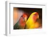 Asia, China, Hong Kong. Yuen Po Street bird market, love birds-Stuart Westmorland-Framed Photographic Print