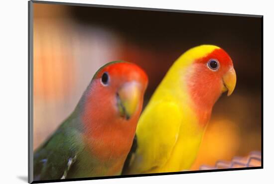 Asia, China, Hong Kong. Yuen Po Street bird market, love birds-Stuart Westmorland-Mounted Photographic Print