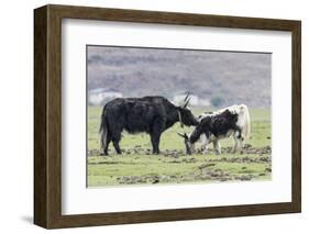 Asia, China, Yunnan Province, Shangri-la, Napa Lake, yak. Adult yak grooming its large calf.-Ellen Goff-Framed Photographic Print