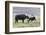 Asia, China, Yunnan Province, Shangri-la, Napa Lake, yak. Adult yak grooming its large calf.-Ellen Goff-Framed Photographic Print