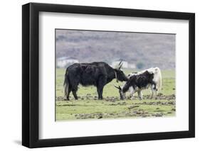 Asia, China, Yunnan Province, Shangri-la, Napa Lake, yak. Adult yak grooming its large calf.-Ellen Goff-Framed Photographic Print