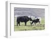 Asia, China, Yunnan Province, Shangri-la, Napa Lake, yak. Adult yak grooming its large calf.-Ellen Goff-Framed Photographic Print