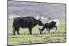 Asia, China, Yunnan Province, Shangri-la, Napa Lake, yak. Adult yak grooming its large calf.-Ellen Goff-Mounted Photographic Print