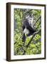 Asia, China, Yunnan Province, Yun-ling Mountains, Tacheng, black snub-nosed monkey. An endangered m-Ellen Goff-Framed Photographic Print