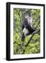 Asia, China, Yunnan Province, Yun-ling Mountains, Tacheng, black snub-nosed monkey. An endangered m-Ellen Goff-Framed Photographic Print